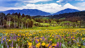 Colors of Spring, Caribou Mountains, Idaho, blossoms, trees, blooming, landscape, flowers, meadow, usa HD wallpaper