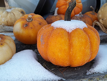 Pumpkin surprise, winter, snow, icy, cold, pumpkin, doughnut, squash HD wallpaper