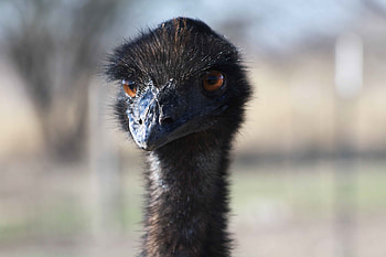 Animals, Ostrich, Bird, Beak, Head HD wallpaper
