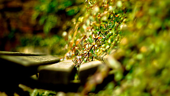 Grass, Macro, Planks, Board HD wallpaper