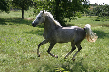 Spirit, horses, dappled grey, grey, arabian, oriental HD wallpaper