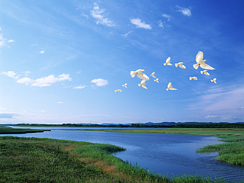 White pigeons - birds of the world over the river, river, the sky, pigeons, birds, the nature HD wallpaper