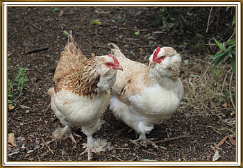 CHICKENS, ANIMALS, NATURE, CHIKENS HD wallpaper