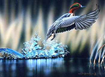Splash of takeoff, takeoff, duck, reflection, splash, water HD wallpaper