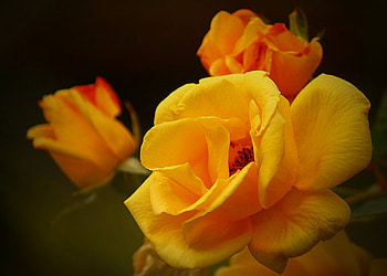 lovely rose, rose, plants, flower, nature, blooms, orange, lovely HD wallpaper