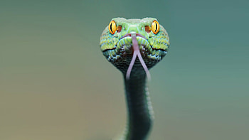 Green snake allure, Nature's emerald, Mesmerizing snake , Serpentine fascination HD wallpaper