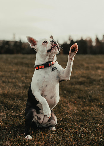 Funny, Animals, Dog, Pet, French Bulldog HD phone wallpaper