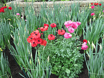 Healing flowers 34, pink, graphy, green, red, Flowers, garden HD wallpaper