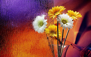 Plants, Flowers, Objects HD wallpaper