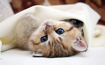Animals, Cats HD wallpaper