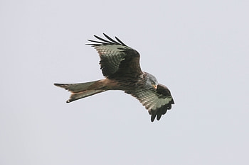 Animals, Bird, Predator, Flight, Red Kite HD wallpaper