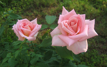 Two Pink Roses, Roses, Lovey, Pink, Two HD wallpaper