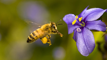 Bee, Bee , Colorful insect, Nature's design HD wallpaper