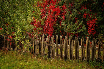 Broken Fence Boards in Autumn Forest, Nature, Forests, Trees, Fences HD wallpaper