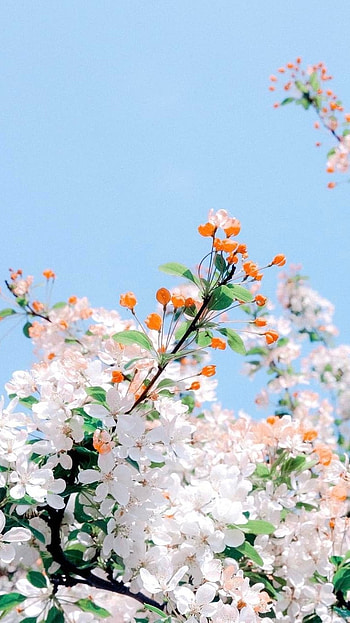 Flower, White Adorable Flower HD phone wallpaper