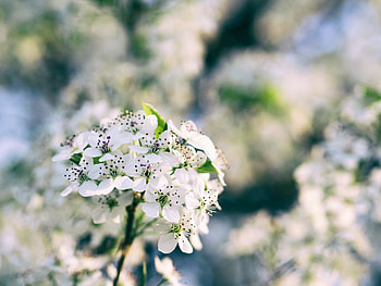Flowers, Bloom, Flowering, Branch, Spring HD wallpaper