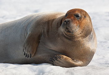 Seal species, AECO guidelines, Respectful wildlife encounters, Arctic environments HD wallpaper
