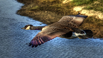 Animals, Water, Bird, Flight, Duck, Wild HD wallpaper