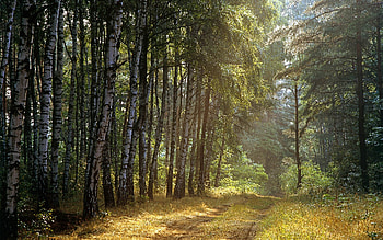 Landscape, Trees HD wallpaper