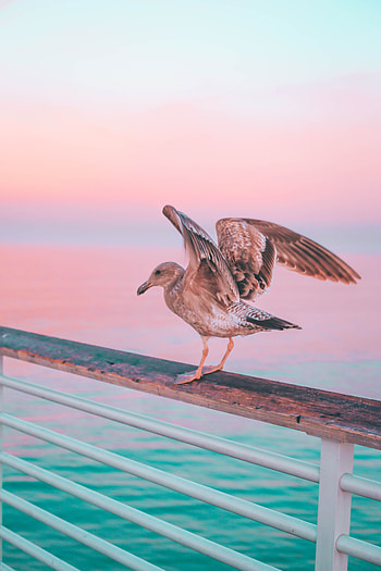Animals, Sea, Pink, Pier, Bird, Gull, Seagull, Pastel, Handrails HD phone wallpaper