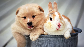 Puppy and bunny, Pets HD wallpaper