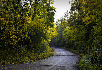 Nature, Trees, Autumn, Road, Foliage HD wallpaper
