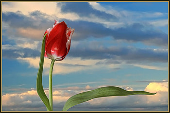 tulip, sky, nature, flowers, spring HD wallpaper