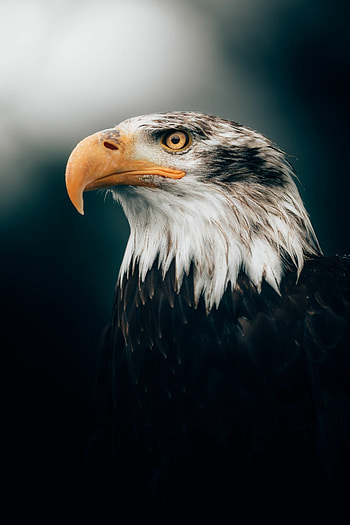 Close-up sea eagle, Mesmerizing , Striking beauty, Impressive capture HD phone wallpaper
