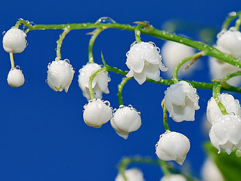 Plants, Flowers, Drops, Lily Of The Valley HD wallpaper