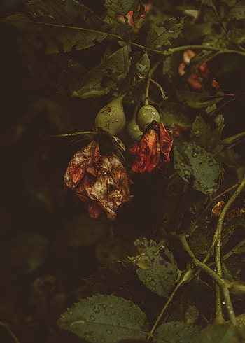 Flowers, Drops, Dark, Rose Flower, Rose, Dry HD phone wallpaper