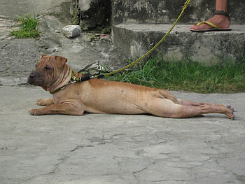 waiting for the sun, sharpei, jaguar sharpei from tarlac city HD wallpaper