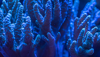 Holistic coral view, Nature's interconnectedness, Coral reef health perspective, A comprehensive approach HD wallpaper