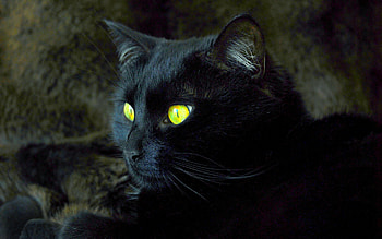 COUNTDOWN TO HALLOWEEN, halloween, cat, black, symbol HD wallpaper