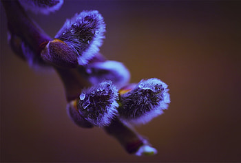 Background, Drops, Macro, Wood, Fluffy, Tree, Branch, Color, Pussy Willow, Verba HD wallpaper
