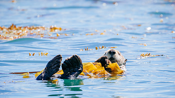 Sea otter in Bartlett Cove, Glacier Bay National Park and Preserve, Alaska, Animal HD wallpaper