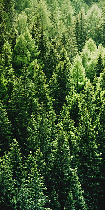 Pine Tree, Forest HD phone wallpaper