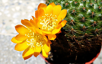Rebutia, Cactus HD wallpaper
