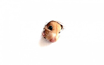 Curious hamster, animal, white, cute, ginger, brown, funny, hamster, rodent, curious HD wallpaper