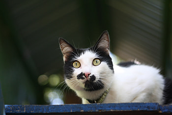 Animals, Cat, Muzzle, Spotted, Spotty, Beautiful HD wallpaper