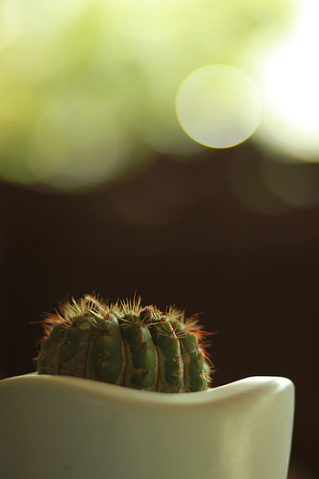 Flowers, Close-Up, Barbed, Spiny, Cactus, Boquet, Bokeh, Pot HD phone wallpaper