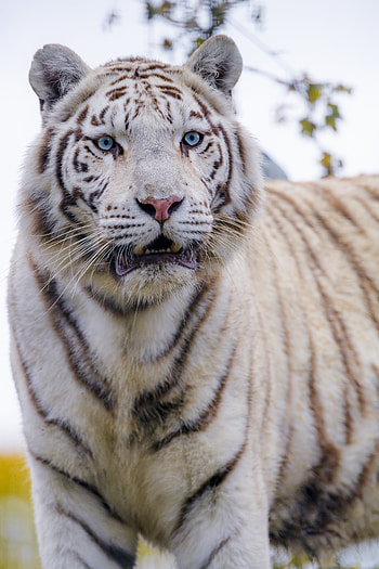 Animals, Predator, Big Cat, Tiger, Wild, White Tiger HD phone wallpaper