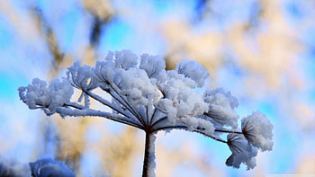 Snow flower, winter, frost, frozen, graphy, , cold, grass, abstract, flower, snow, nature, , ice, macro HD wallpaper