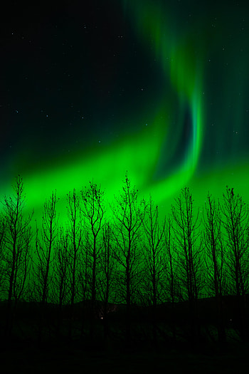 Nature, Trees, Night, Silhouette, Northern Lights, Aurora Borealis HD phone wallpaper