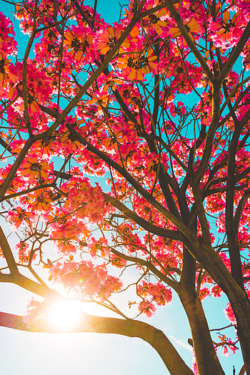 Flowers, Sun, Wood, Tree, Branches, Sunlight HD phone wallpaper