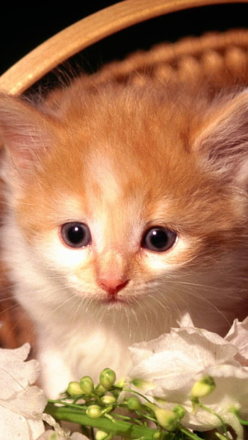 Cute Baby Cat, Brown Cat HD phone wallpaper