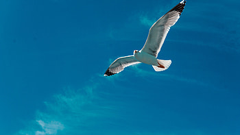 Seagull Bird Wings Flight Sky Clouds HD wallpaper