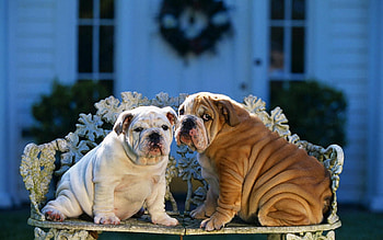 Animals, Sit, Couple, Pair, Pattern, Bench, Bulldogs HD wallpaper