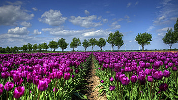Purple Field, blossoms, petals, trees, sky, spring, tulips HD wallpaper