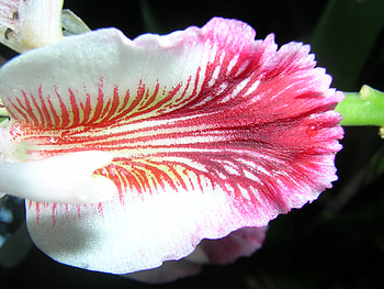 flower, nature, flowers HD wallpaper