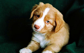 Animals, Dogs HD wallpaper